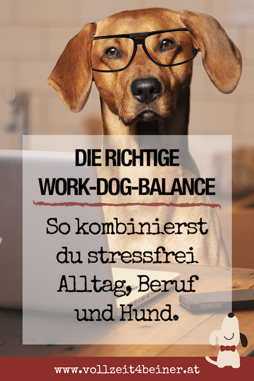 vollzeit4beiner-saeulen-der-work-dog-balance-hund-job-beruf-karriere