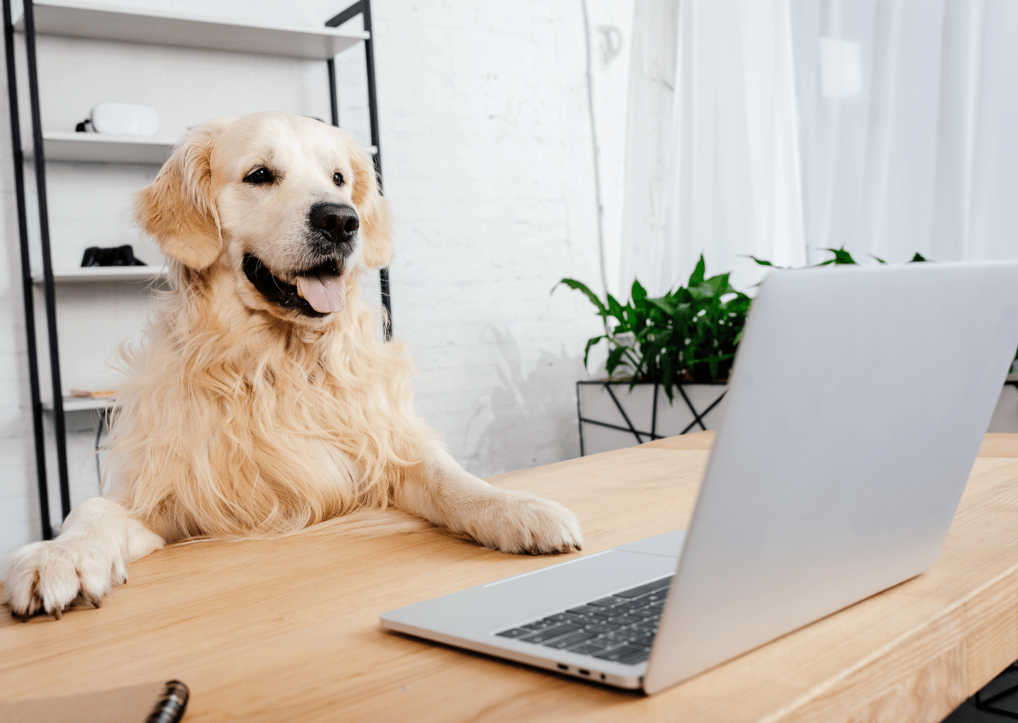 work-dog-balance-online-kurs-hund-hunde.5