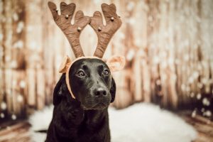Weihnachtsgeschenke-für-deinen-Hund