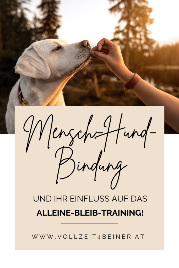 Mensch-Hund-Bindung-alleine-bleib-training-hundetraining-einfluss