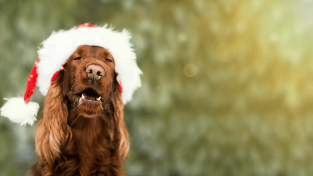 weihnachten-mit-hund-8-tipps-blog-vollzeit4beiner