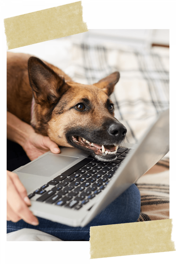 webinare-vollzeit4beiner-hundetrainer-hunde-online-training-schule